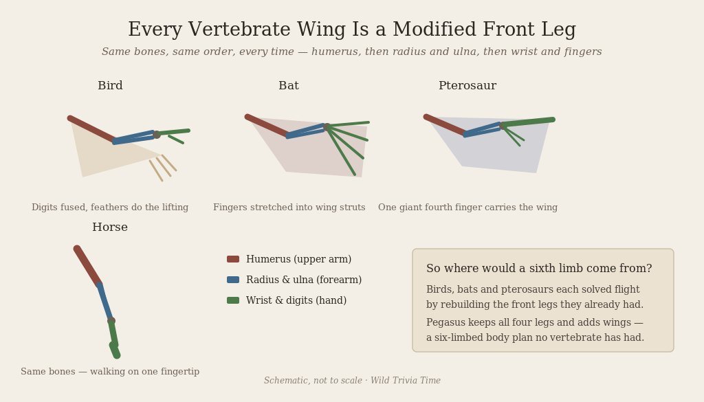 Vertebrate wings are always modified front limbs Schematic comparing the forelimb bones of a bird, bat, pterosaur and horse
